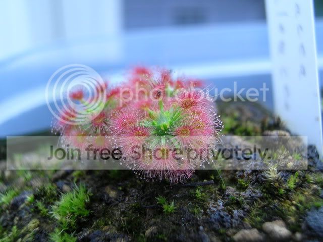 DSCN5940.jpg