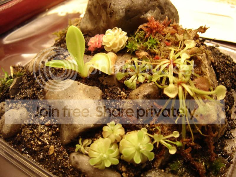 4moreplants1.jpg