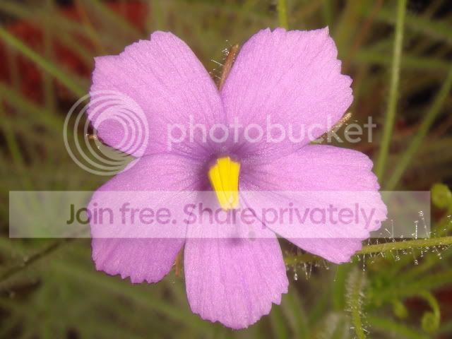 byblis_guehoi_flower.jpg