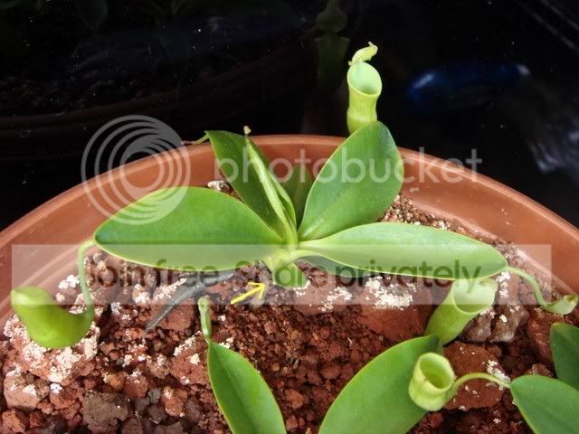 campanulata_tip3.jpg