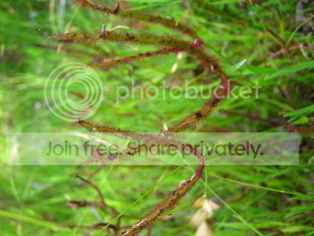 IMG_0014-1_zps1cd253f4.jpg