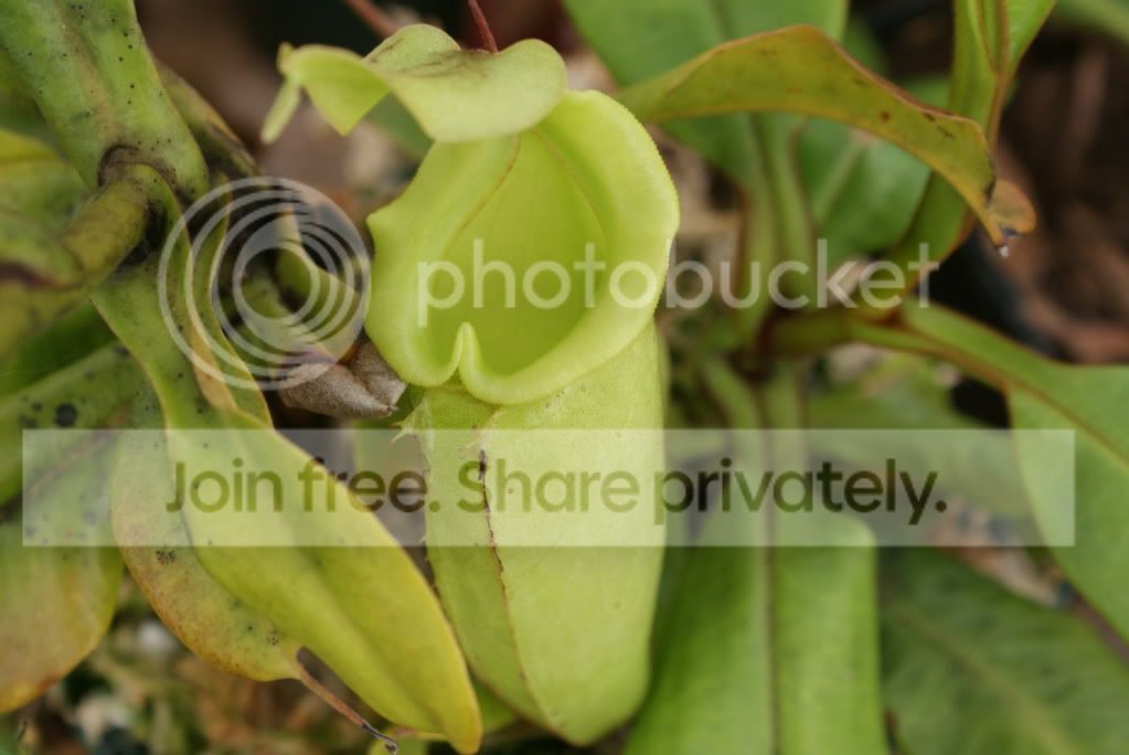 pitcherplants007.jpg