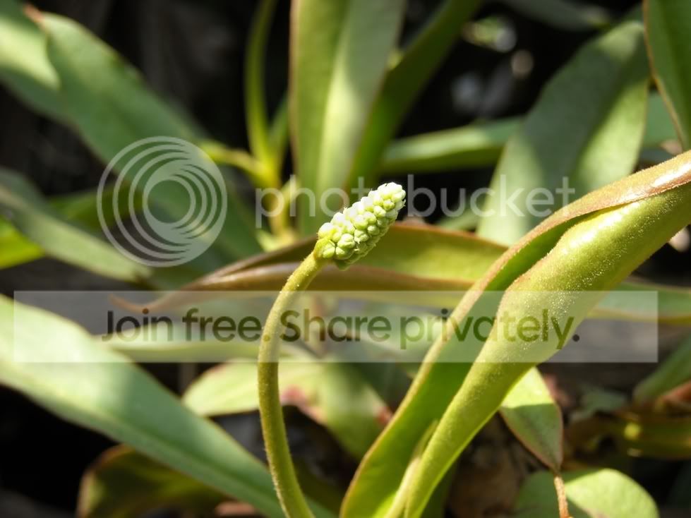Nepenthes004.jpg