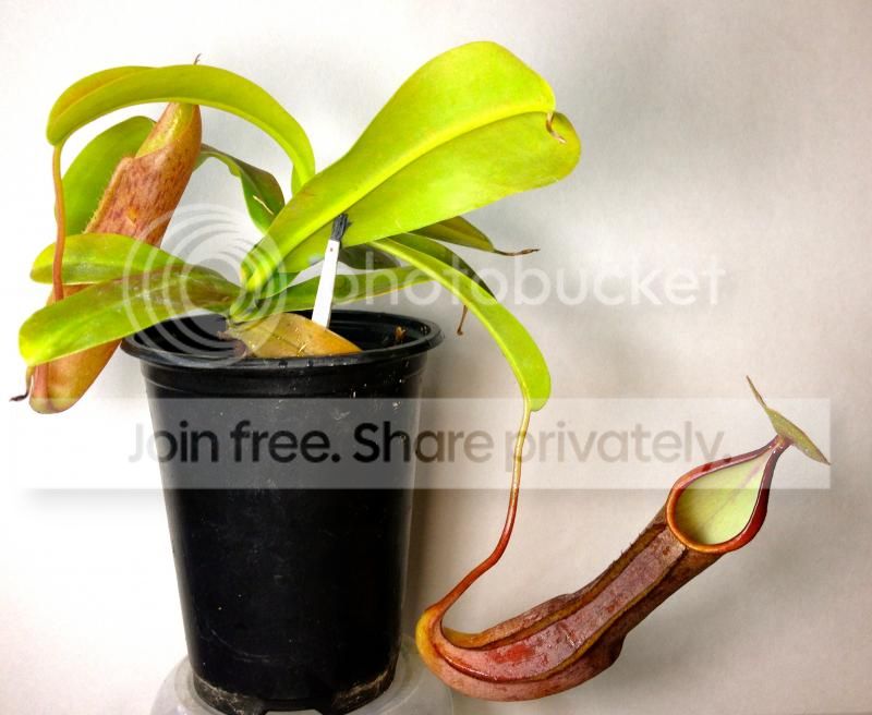 gentingfulpot_zps0f7a7b15.jpeg