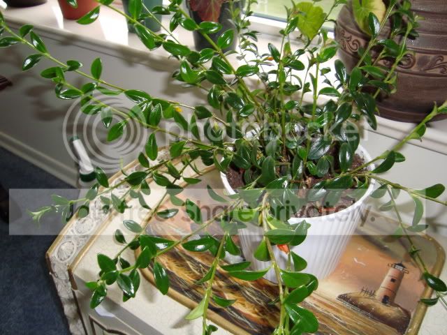 DSC00065.jpg