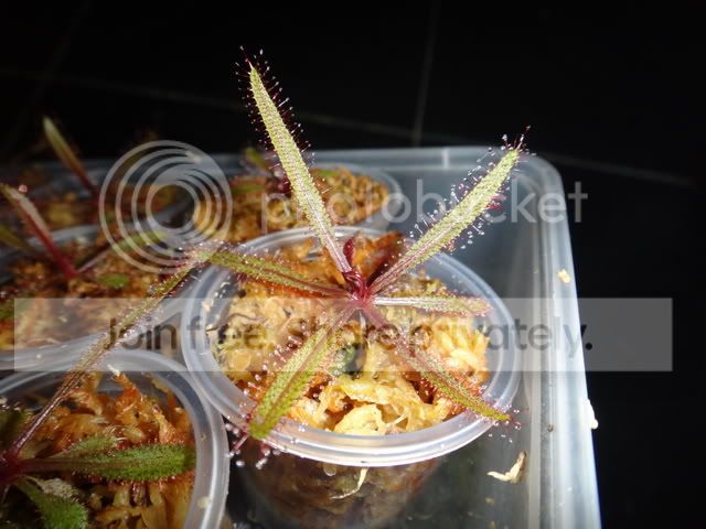 drosera_adelae_plantlets_high_light.jpg