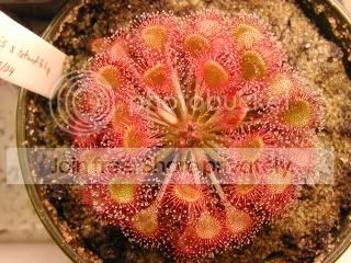 capillarisxrotundifolia1.jpg