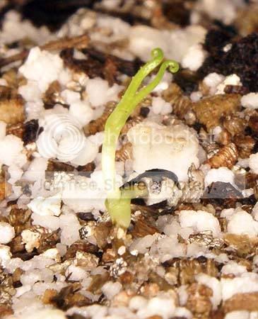 dewygerminationupdate.jpg