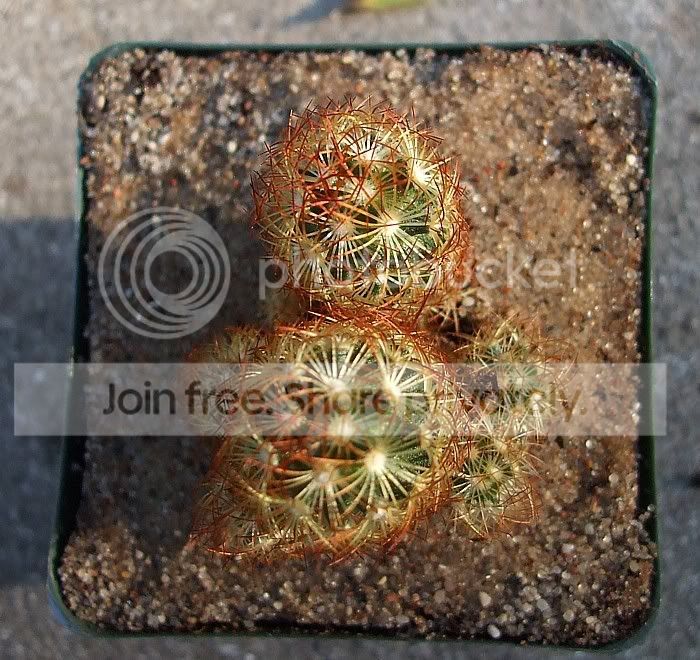 CactusE.jpg
