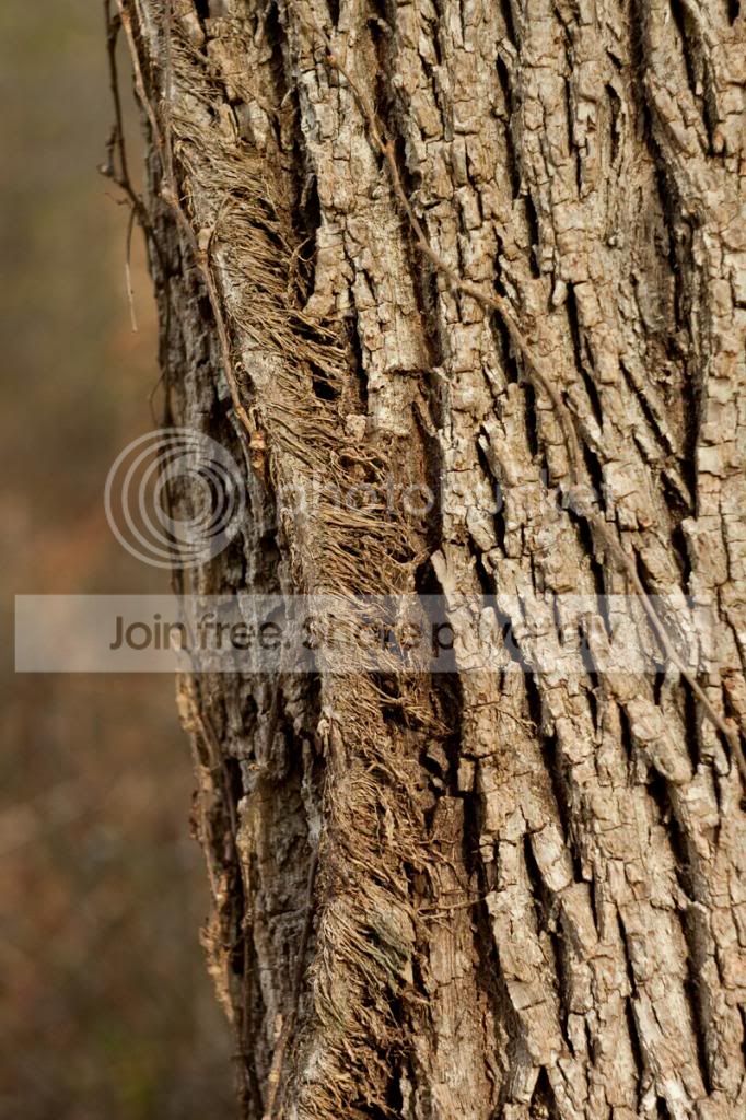 tree.jpg