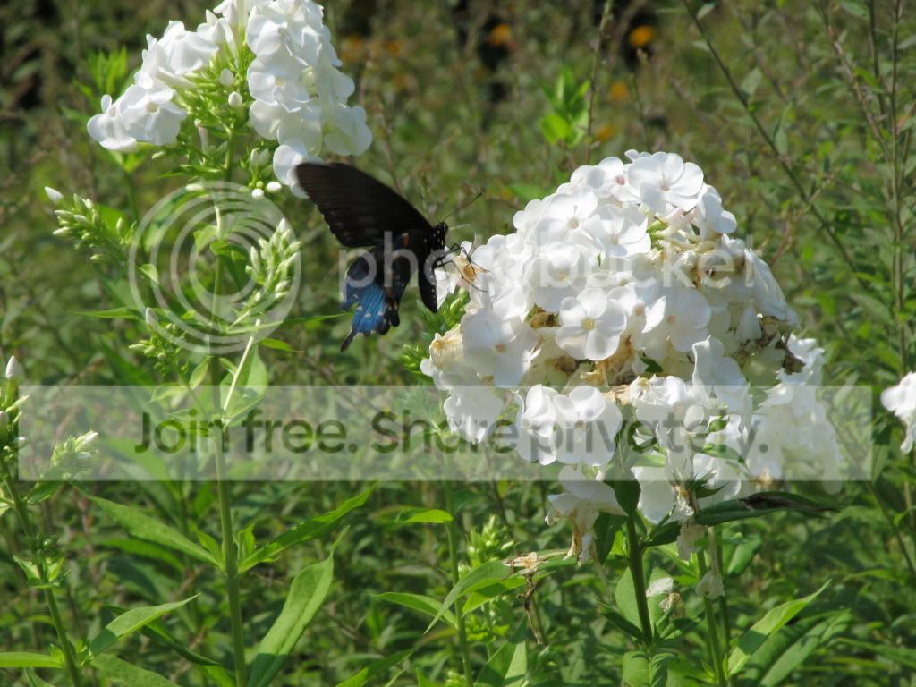 IMG_5279.jpg