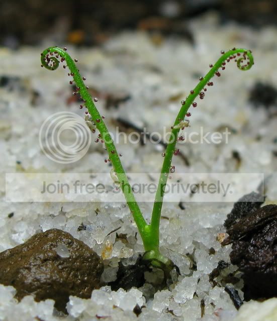IMG_0927-Drosophyllum.jpg