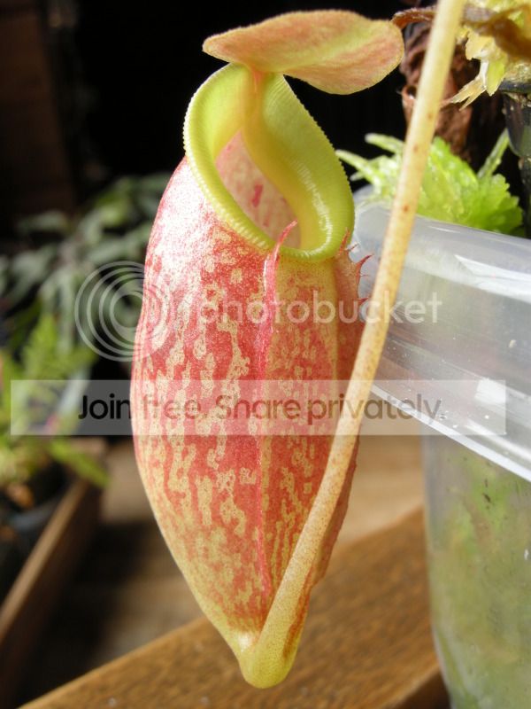 DSCN7139.jpg