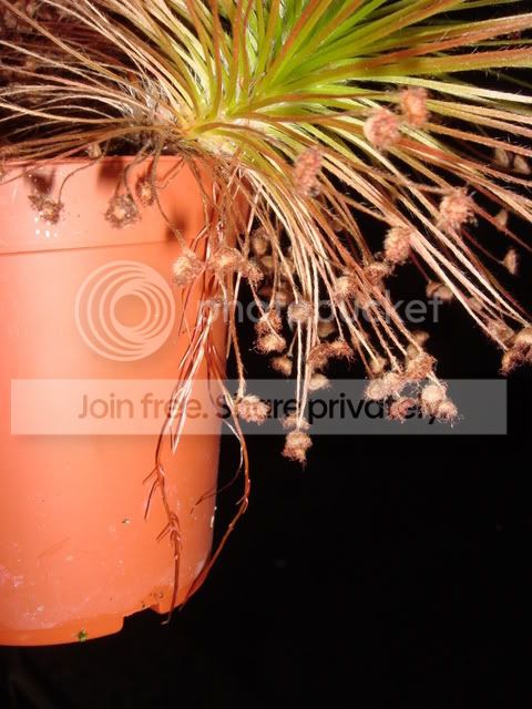 paradoxa_drysdale_roots3.jpg