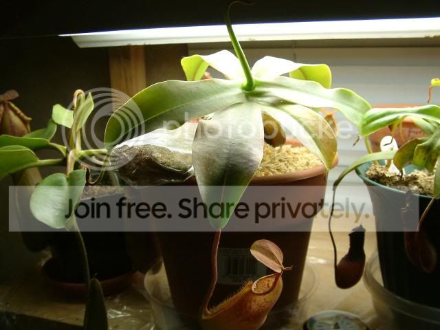 Moreplants004.jpg