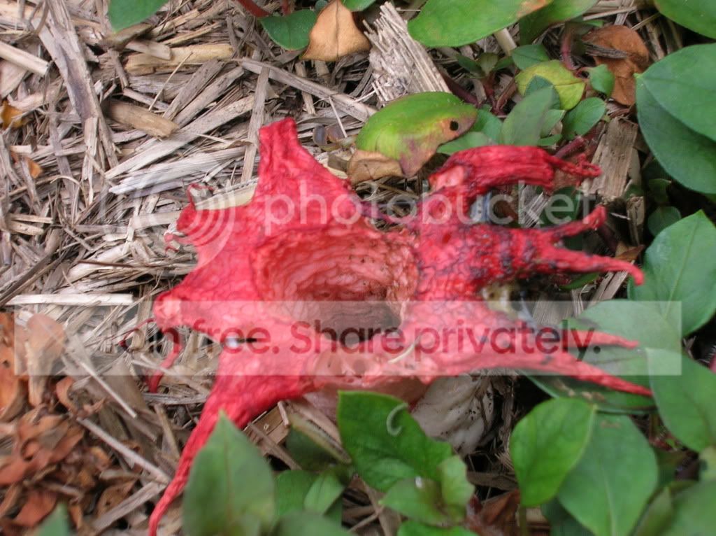 strangeplant.jpg
