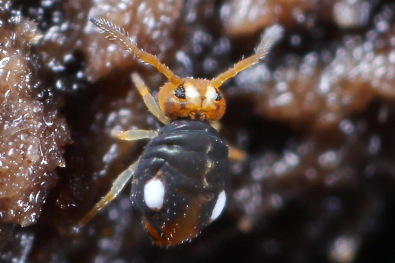 Sminthurinus_trinotatus003.jpg