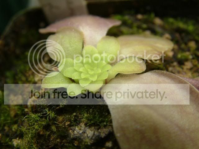 Moreplants009.jpg