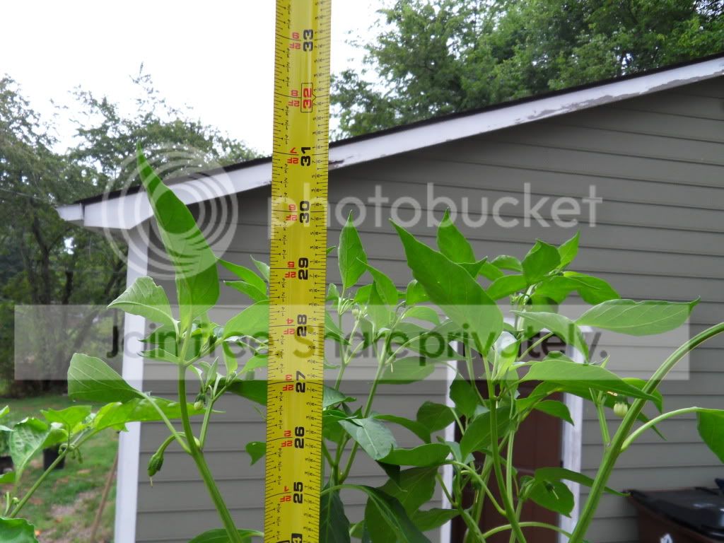 SDC10822.jpg