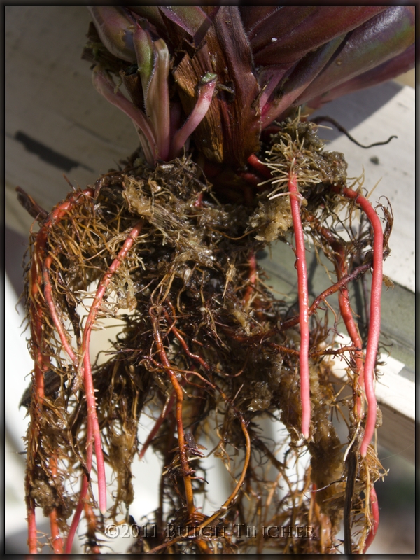 red_root3.jpg