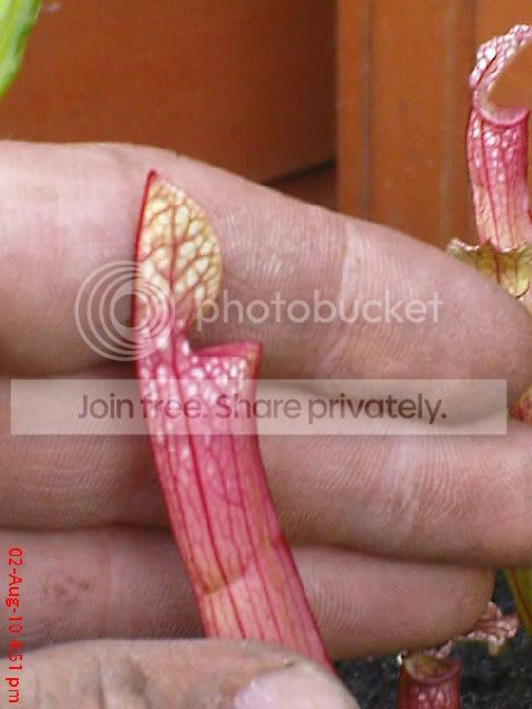 sarracenia007.jpg