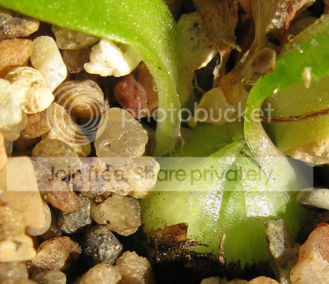 IMG_0198-Phetrerophylla.jpg