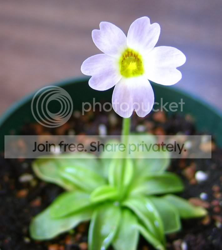 Prim_flower.jpg