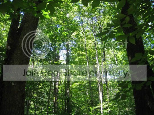 Woods.jpg