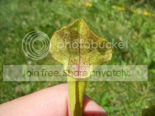 Spurpurea-hybrid02_7-4-11.jpg