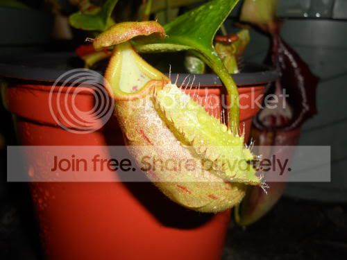 Nroyaltruncata_8-5-11.jpg
