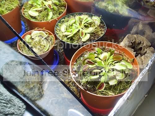 VFTtransplantrepotingdone3.jpg