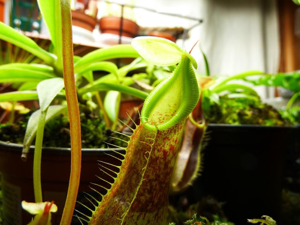 flowerstalkvft12102012070_zps35417200.jpg