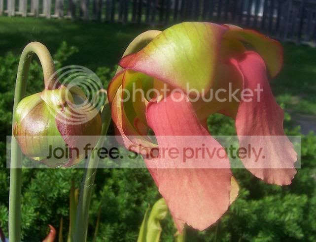 bobzh2flower.jpg