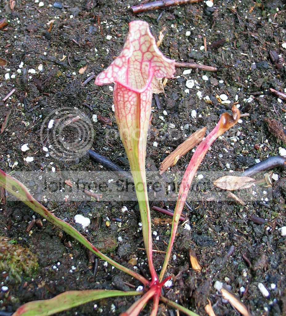 IMG_3058_zps4dfed584.jpg