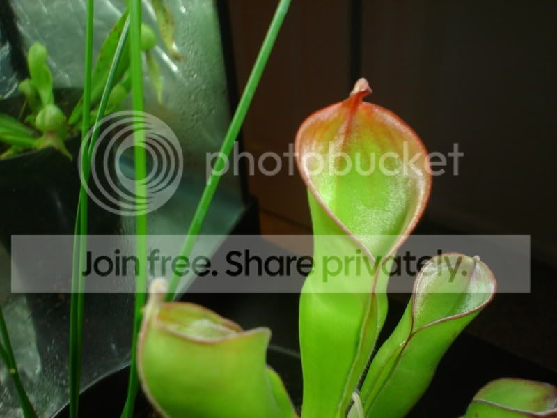 CPs009.jpg