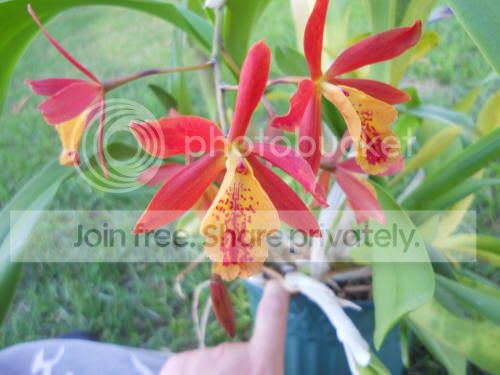 Eplcorangedelight__9-17-12.jpg