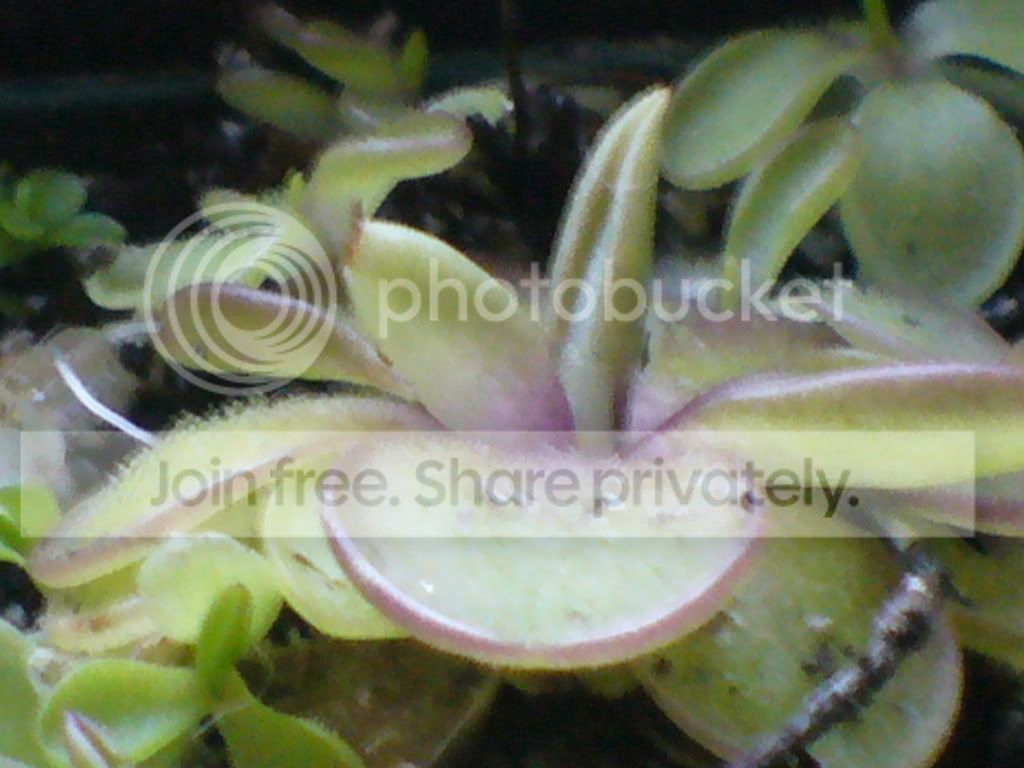 Phoyos039.jpg