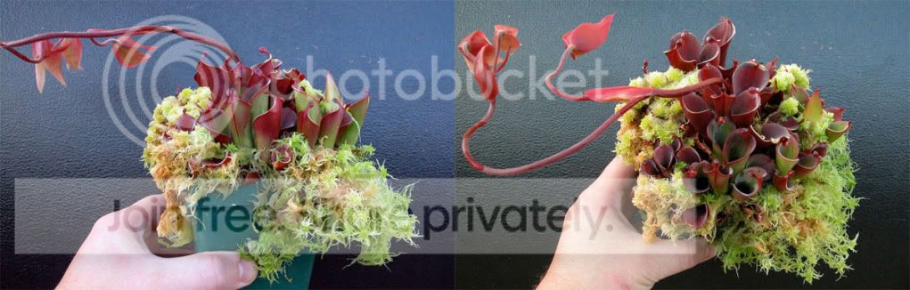 HPULCHELLA-2.jpg