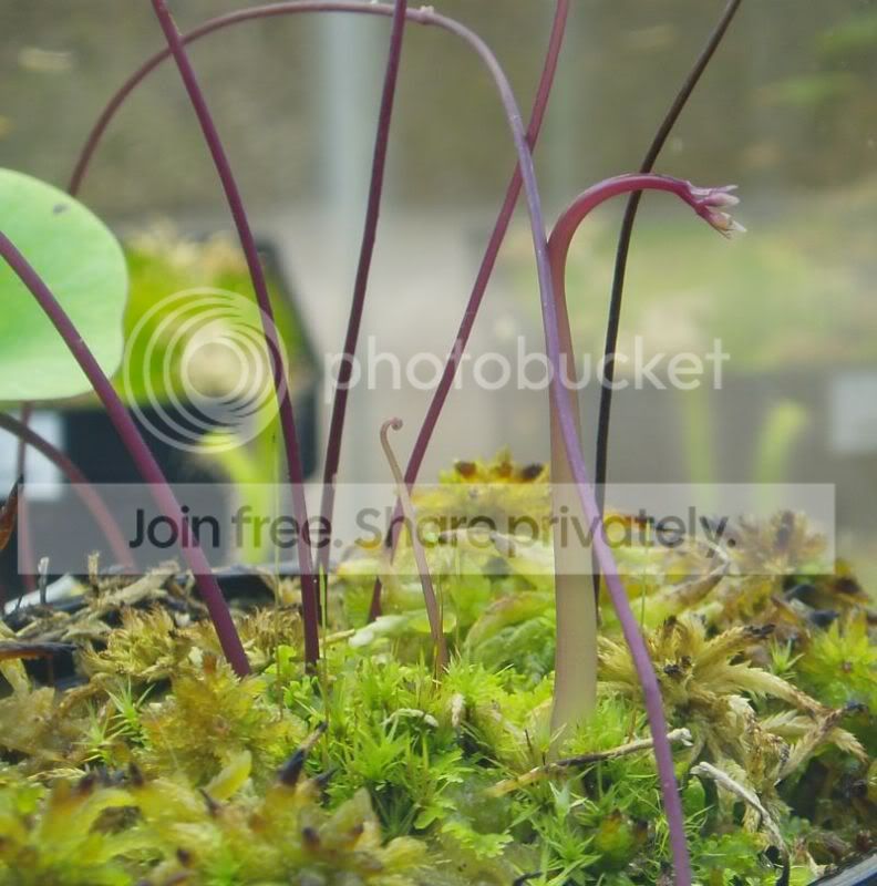 Unelumbifoliabloom020510RS.jpg
