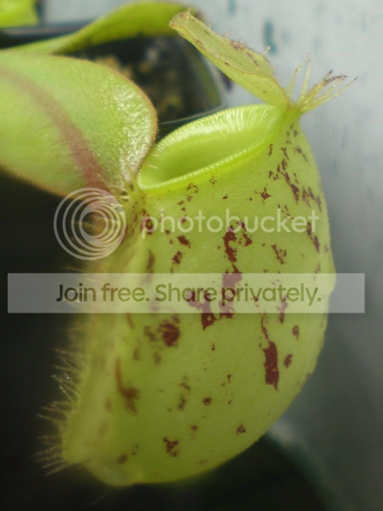 AmpSpottedPitcherCloseup1.jpg
