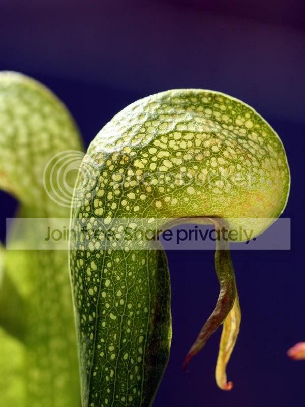 darlingtonia.jpg