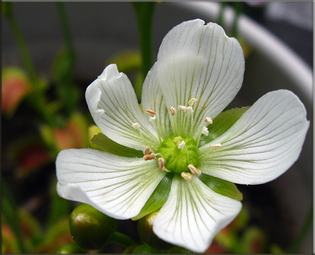 B52_flower.jpg