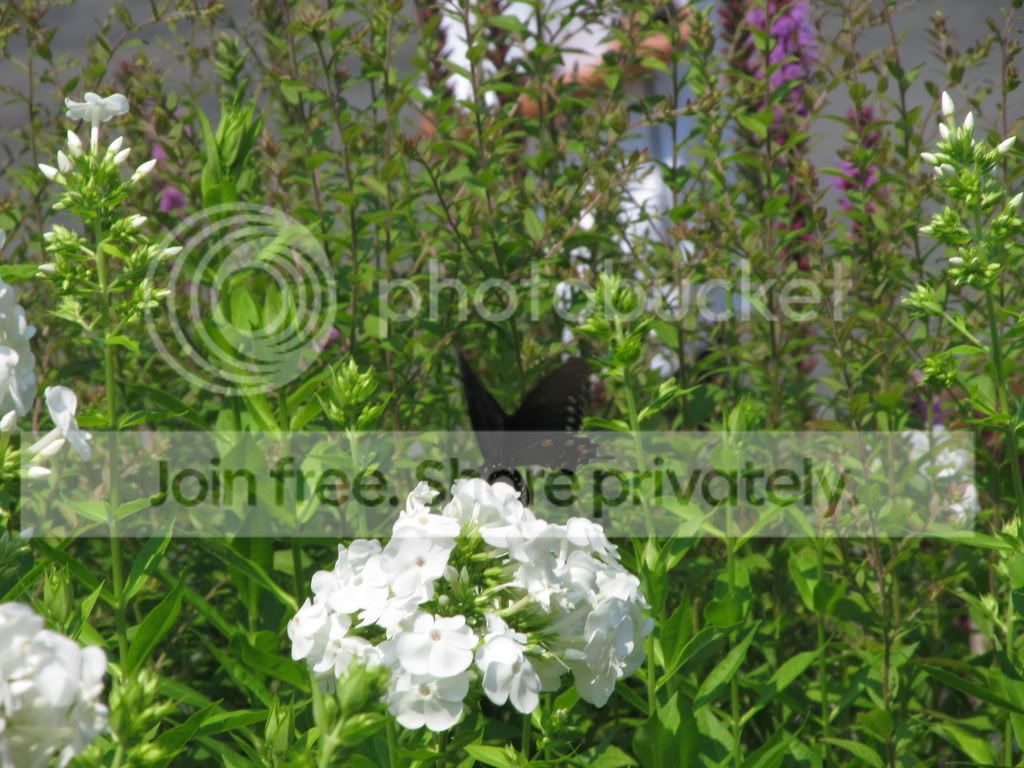 IMG_5278.jpg