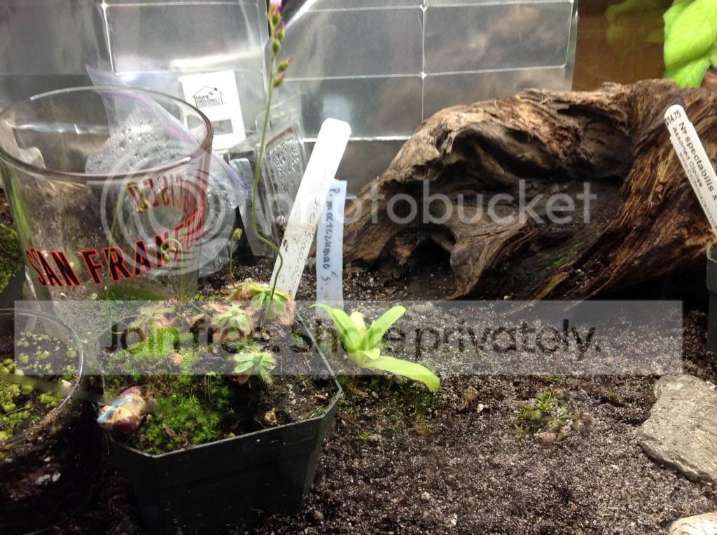 terrarium_zps866e5223.jpg