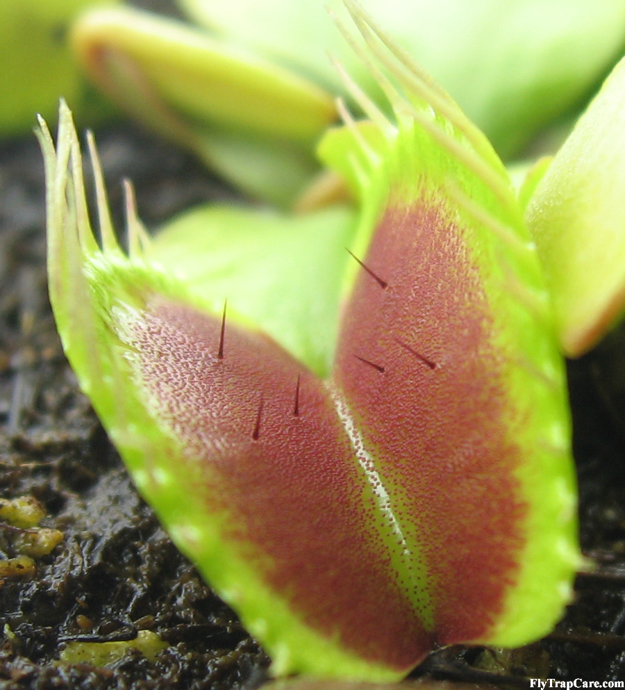 VFT_high_resolution_trigger_hairs.JPG
