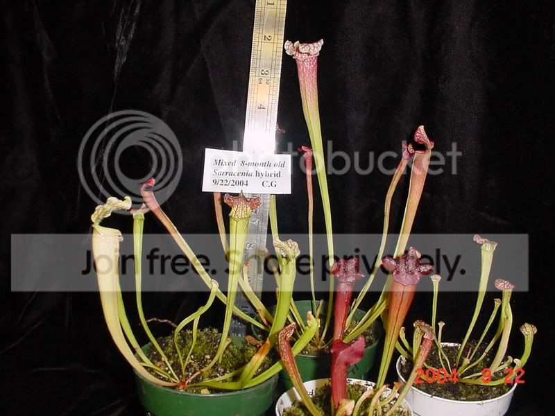 Sarrseedlings8monthsMix0904.jpg