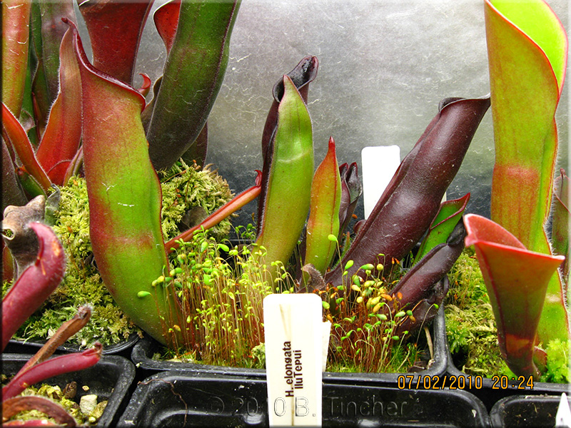 sarracenioides.jpg