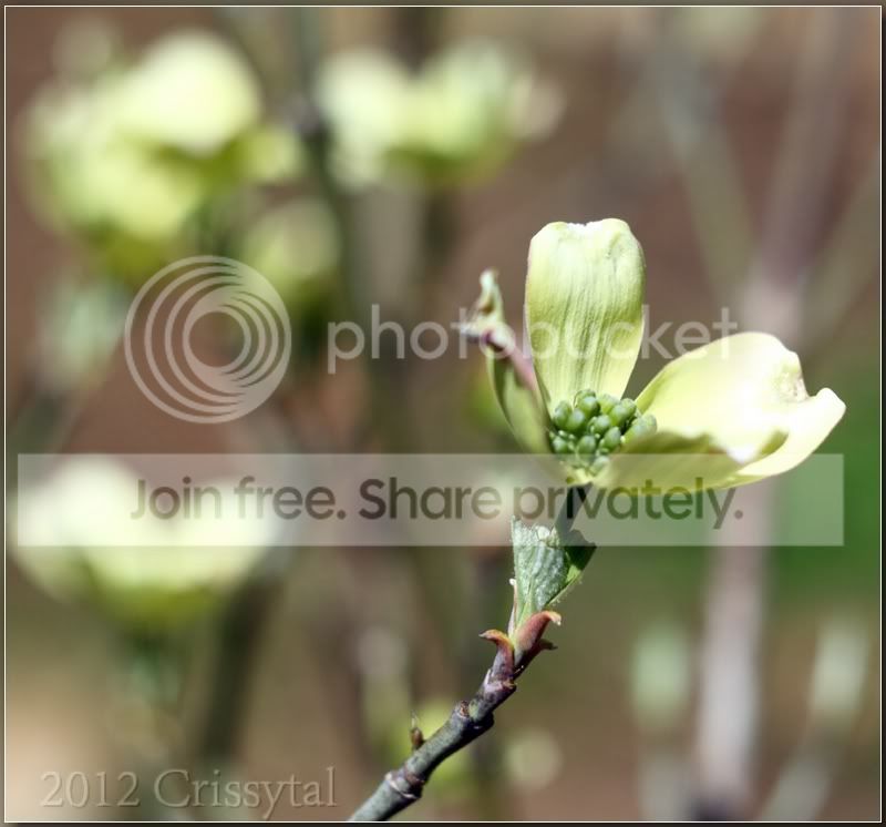 dogwood-helios_hf.jpg