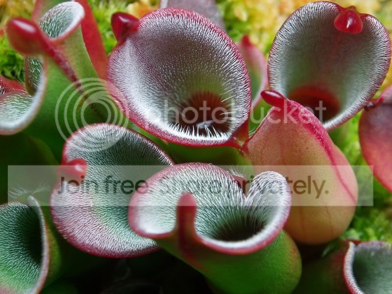 Hpulchella1091610RS2F.jpg