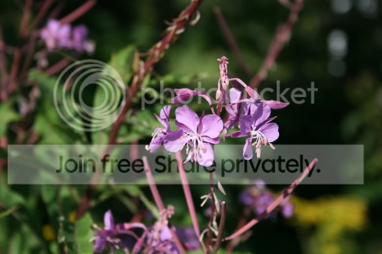 wildflower1.jpg